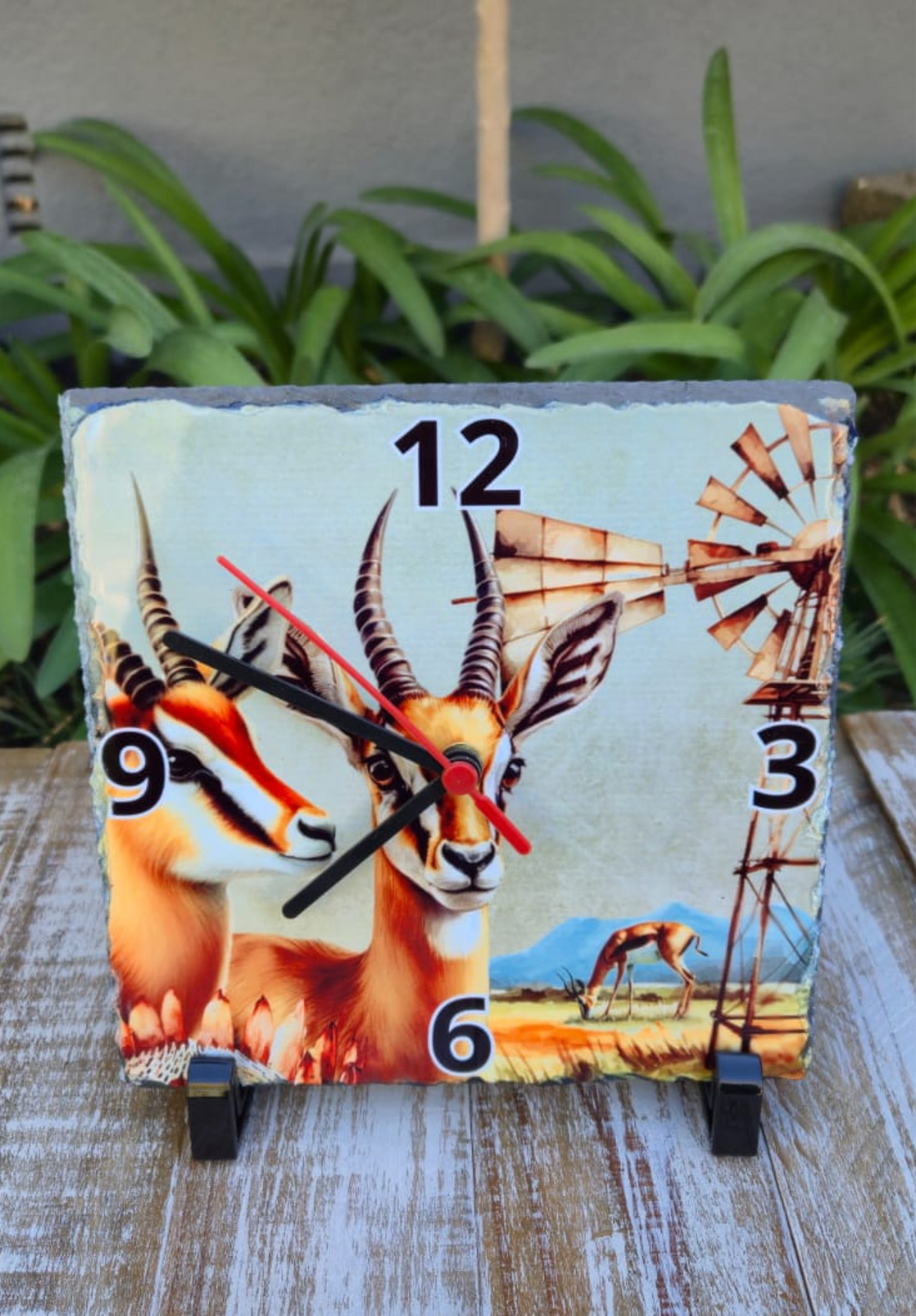 Rock Clock Springbok